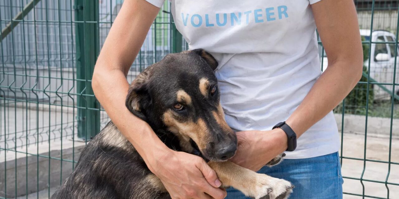 Zbiórka karmy dla zwierząt!