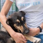 Zbiórka karmy dla zwierząt!