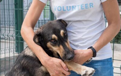 Zbiórka karmy dla zwierząt!