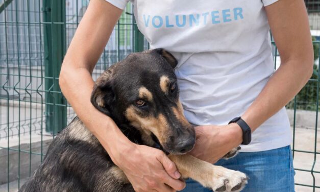 Zbiórka karmy dla zwierząt!