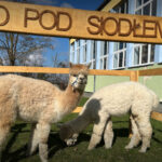 Alpaki w&nbsp;przedszkolu