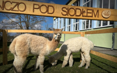 Alpaki w&nbsp;przedszkolu