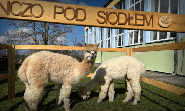 Alpaki w&nbsp;przedszkolu