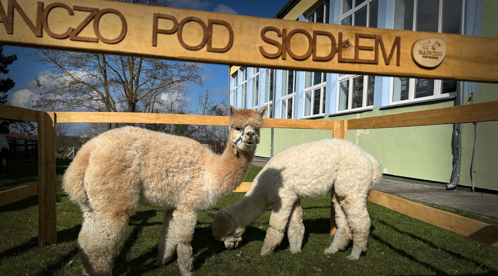 Alpaki w&nbsp;przedszkolu